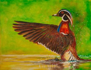 Canard branchu u2013 21X17 po