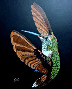 Colibri 11 x 14 po